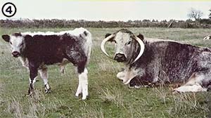 
[PHOTO 4] Some strange-looking livestock varieties have been preserved in zoos.
